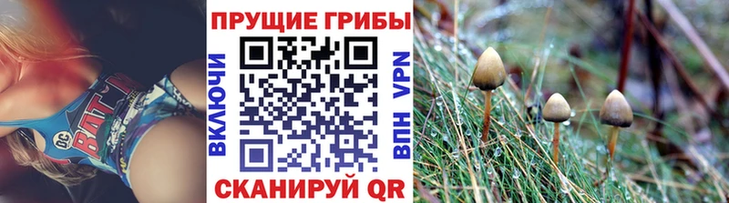 Галлюциногенные грибы Cubensis  Шагонар 